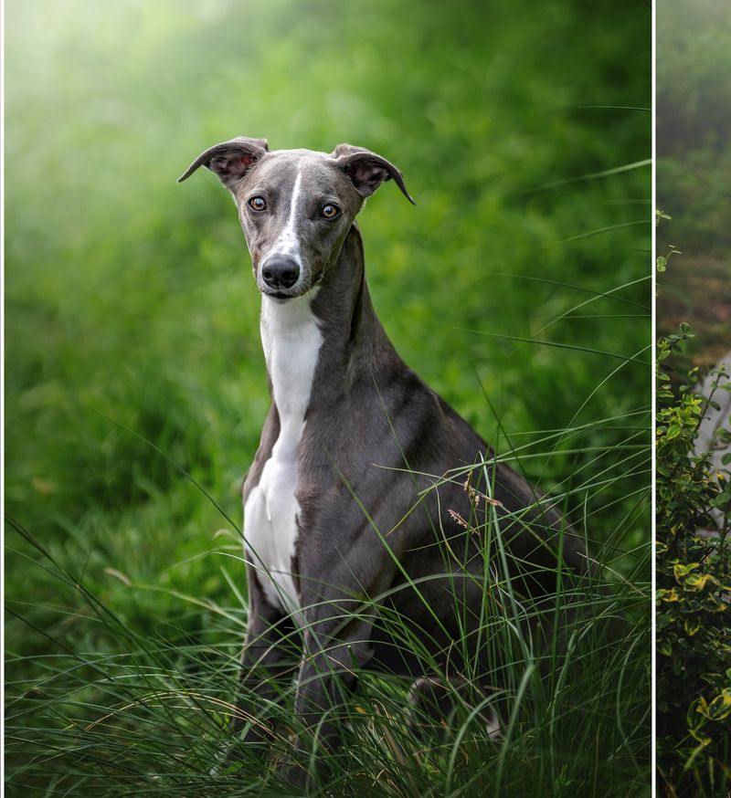Whippet