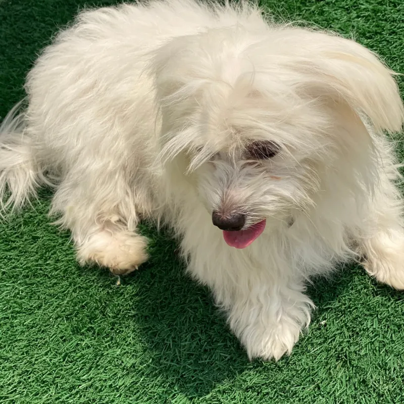 Lhasa Apso