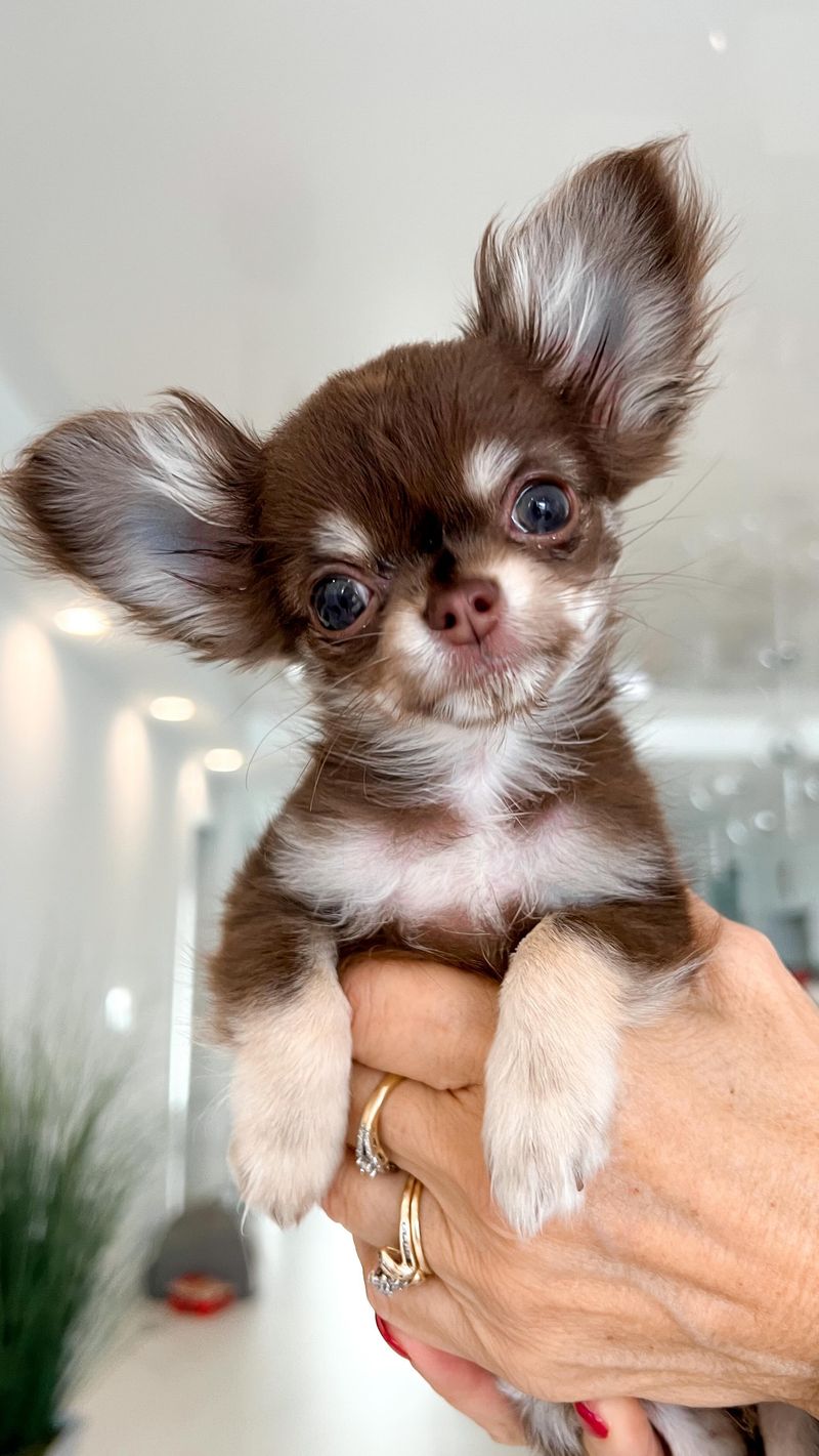 Chihuahua