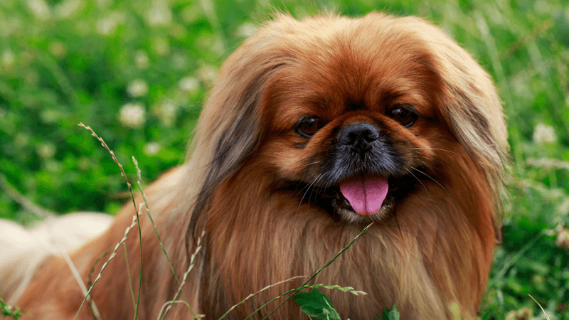Pekingese