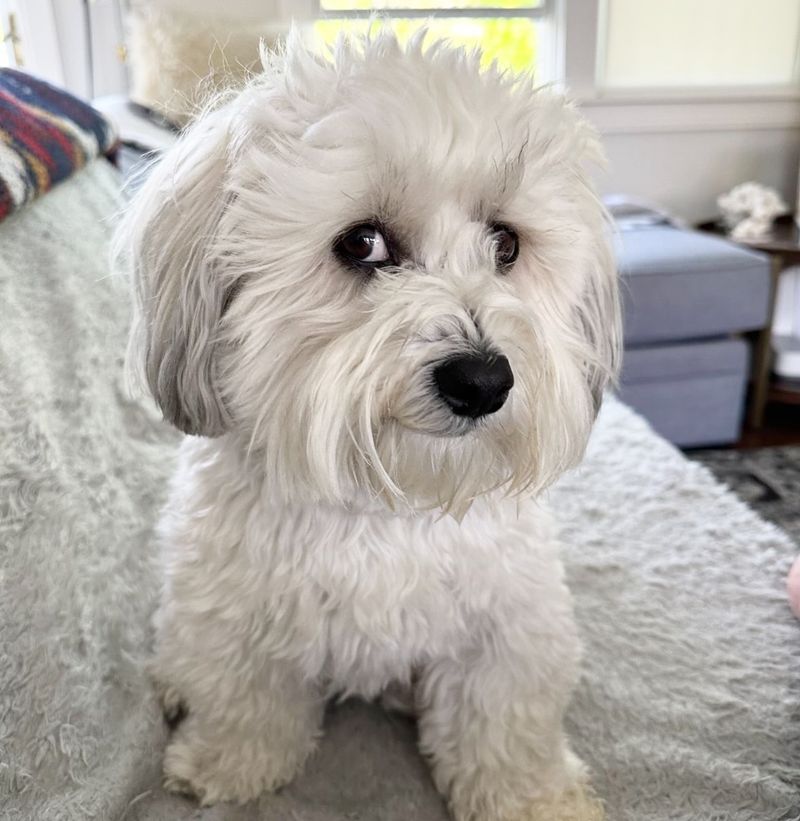 Havanese