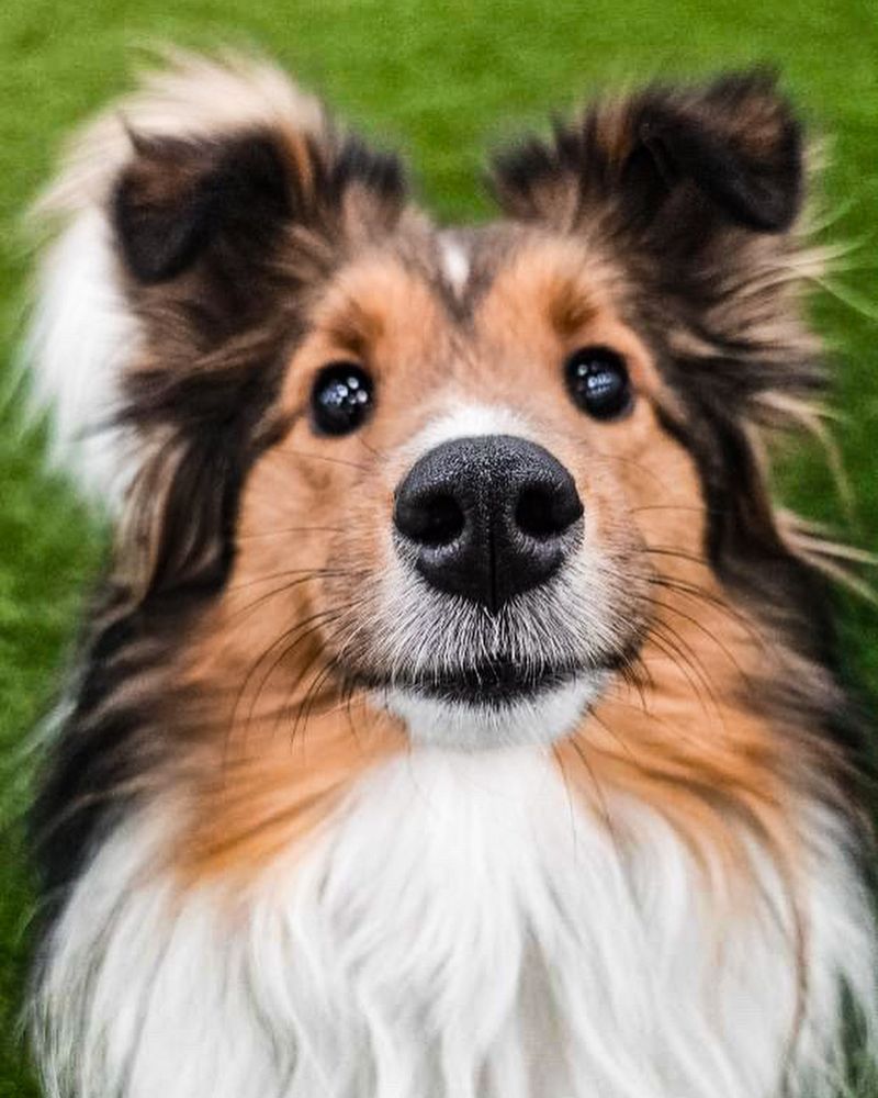Shetland Sheepdog