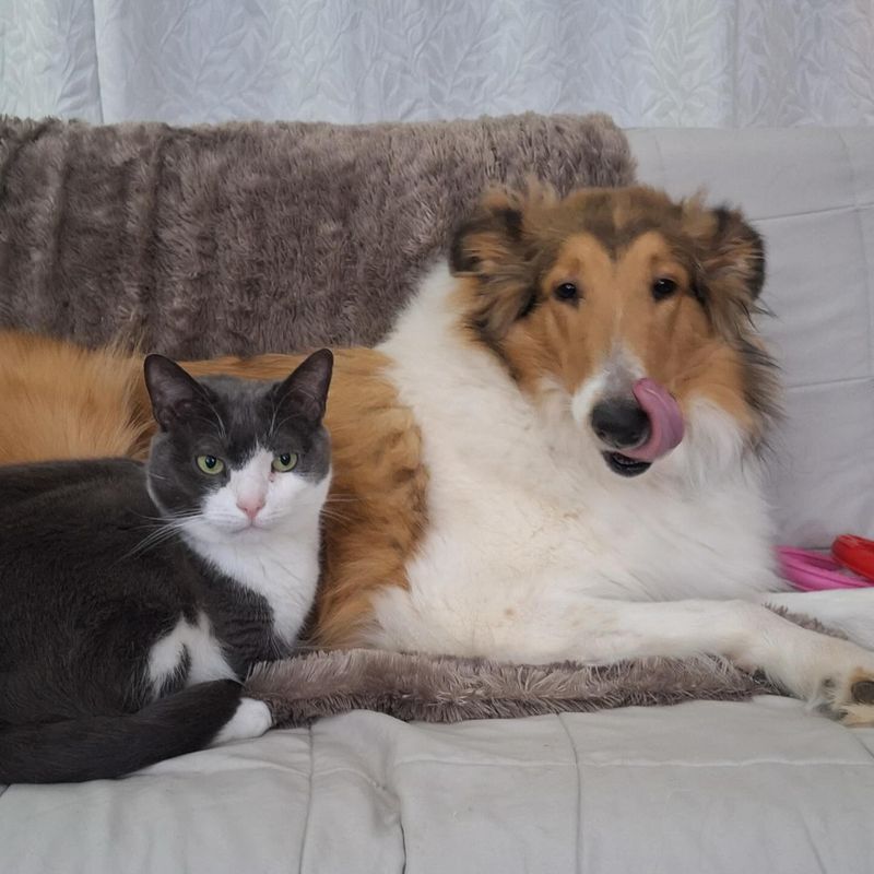 Collie