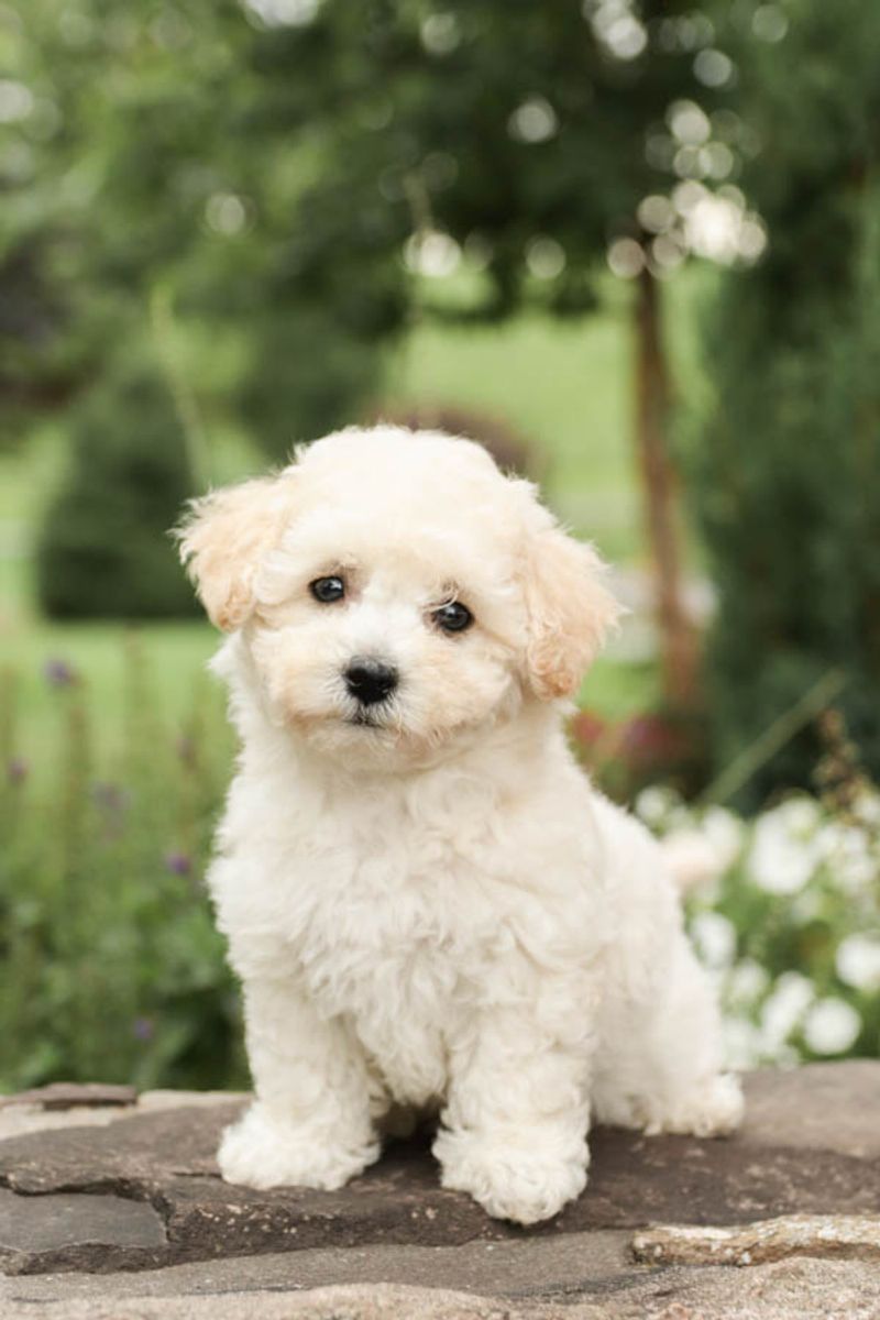 Bichon Frise