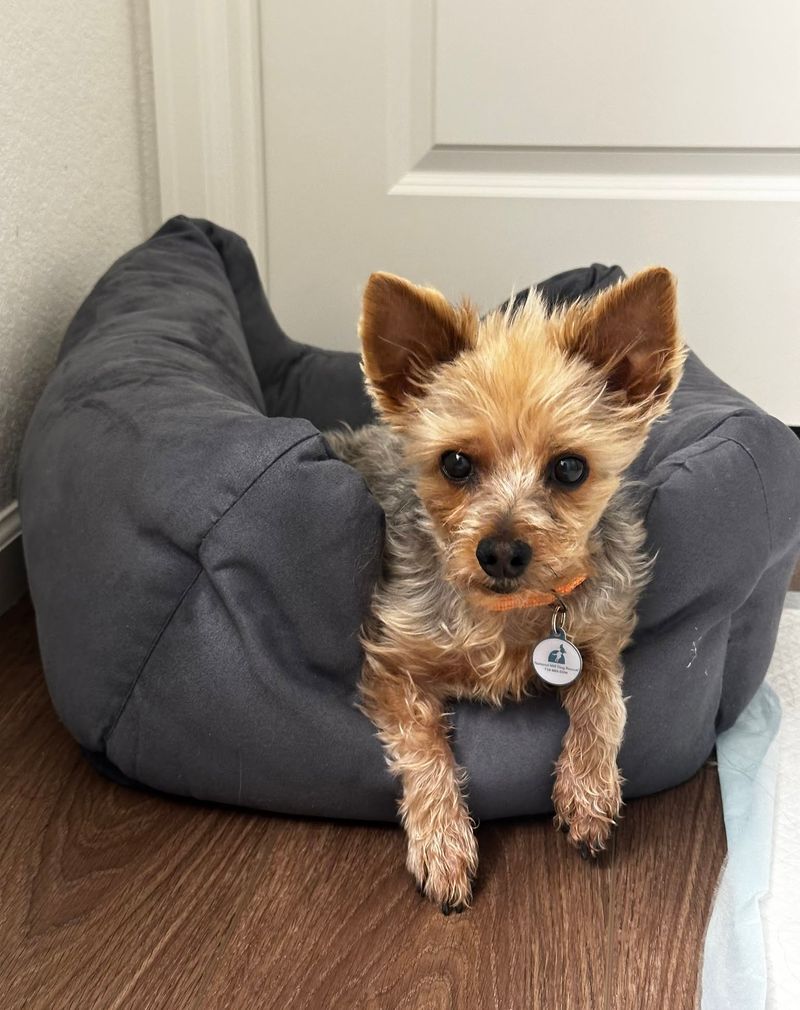 Yorkshire Terrier