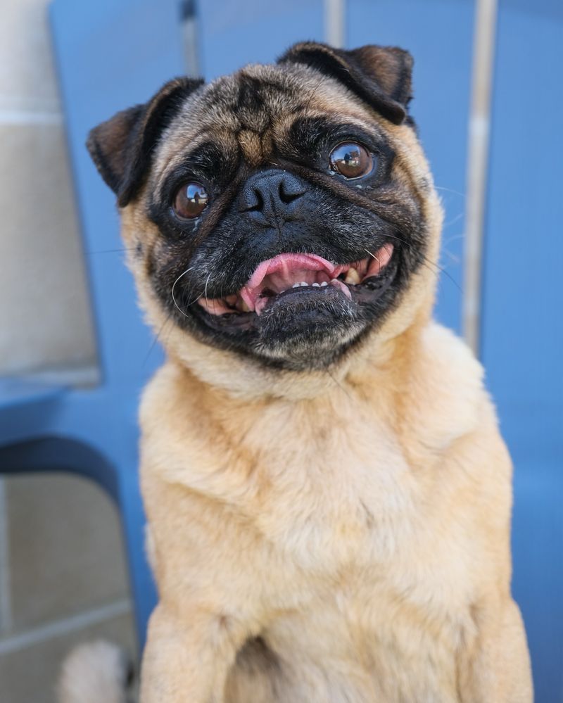 Pug