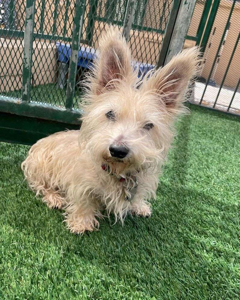 Australian Terrier