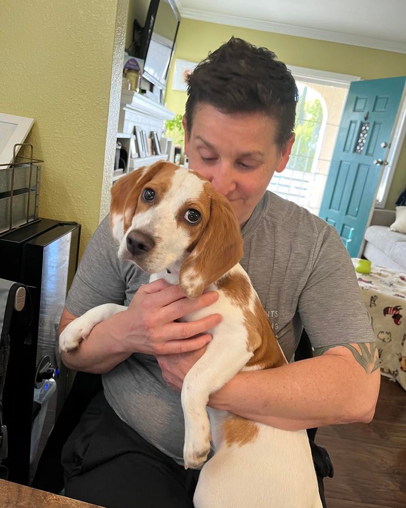 Beagle