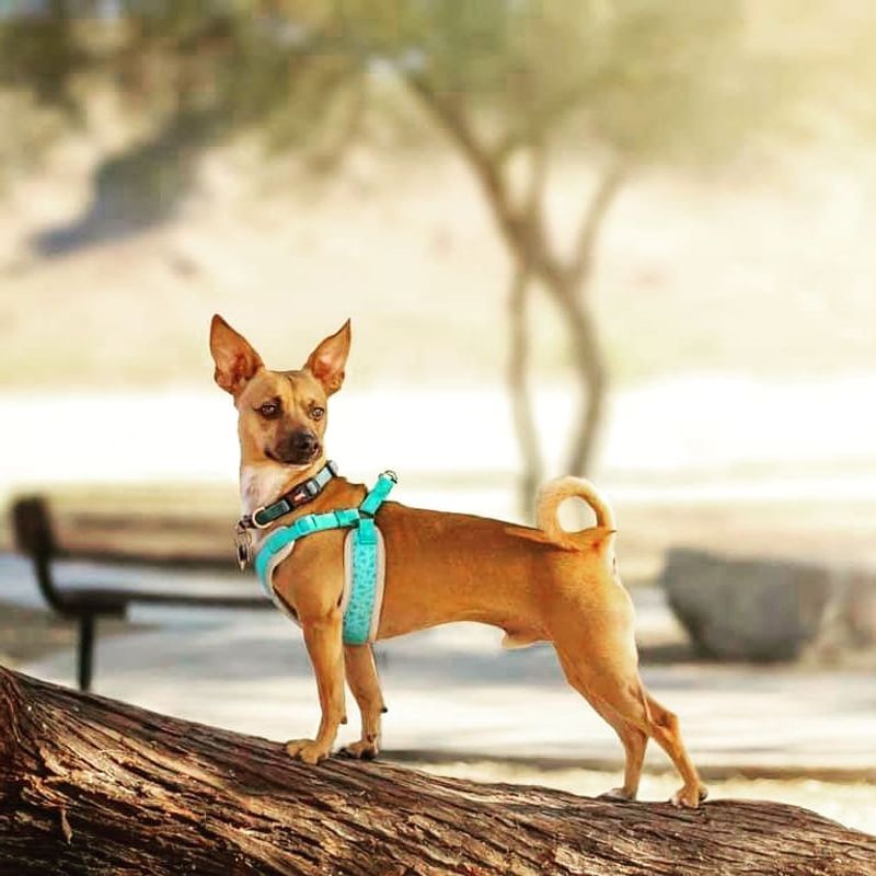 Chihuahua