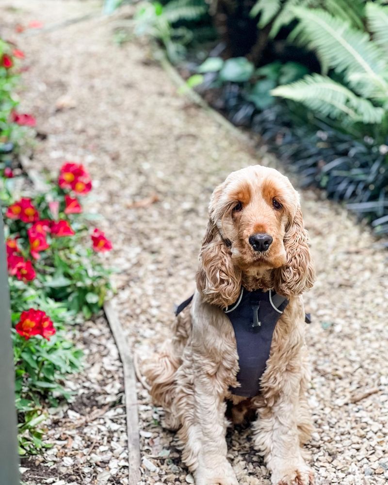 Cocker Spaniel