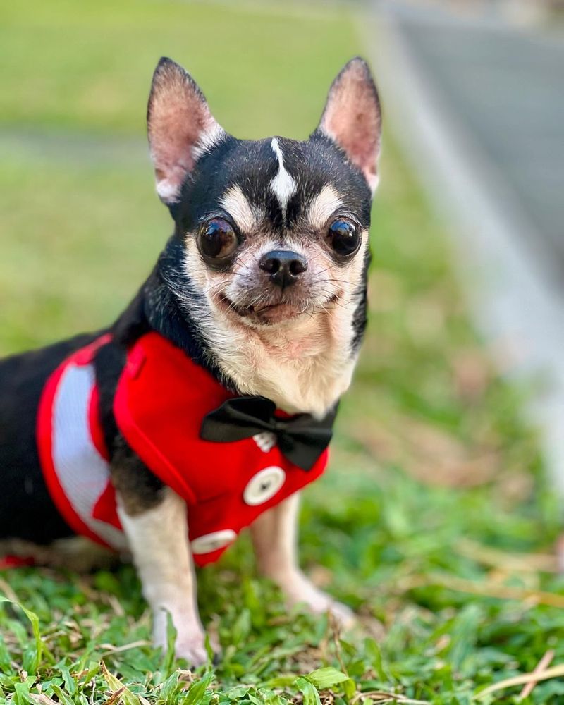 Chihuahua
