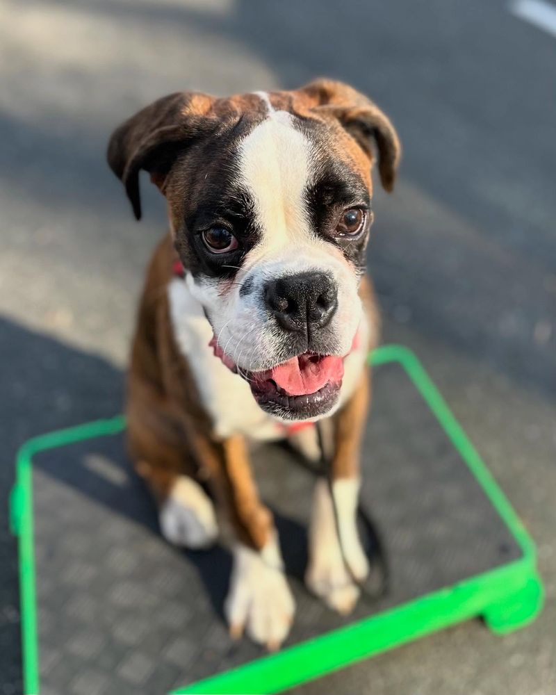 Boxer