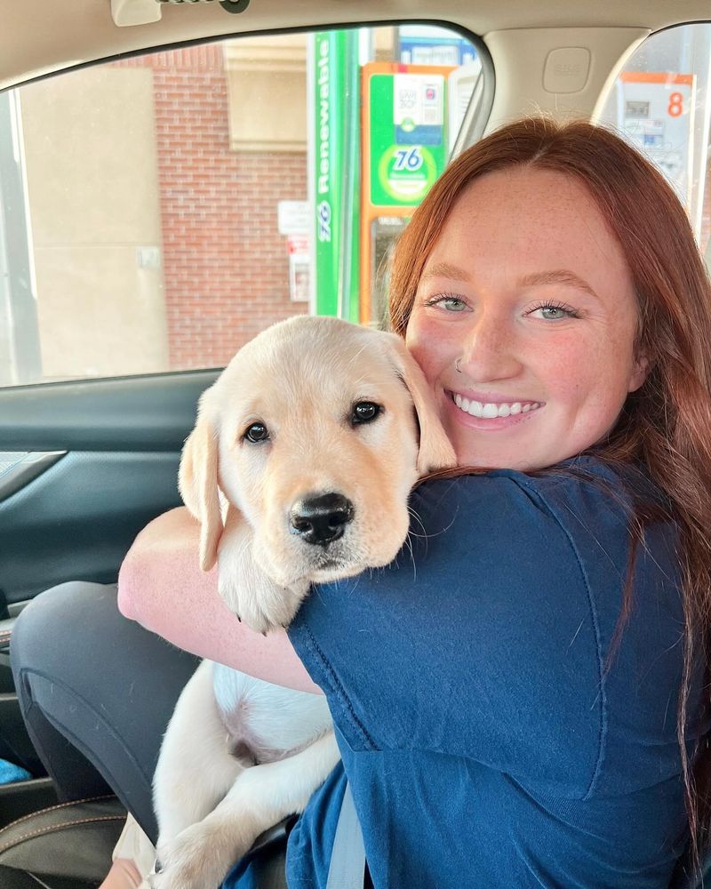 Labrador Retriever