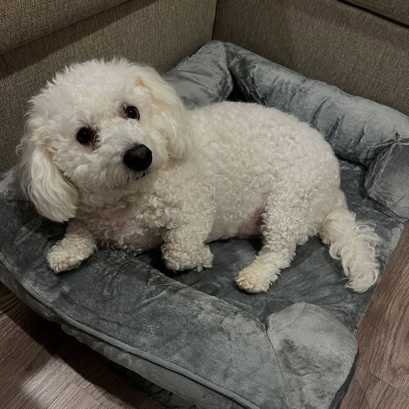 Bichon Frise