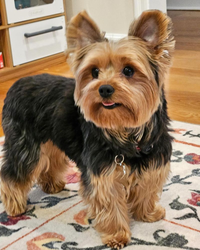 Yorkshire Terrier