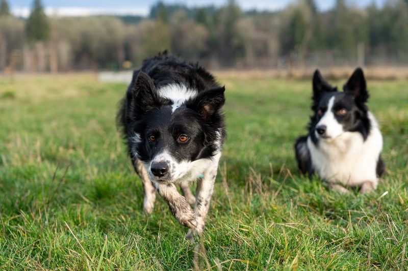 Collie
