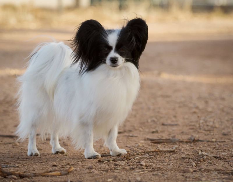 Papillon