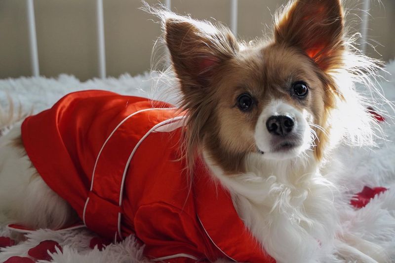 Papillon