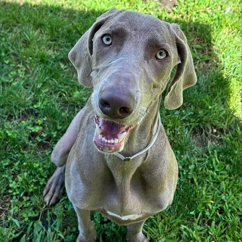 Weimaraner