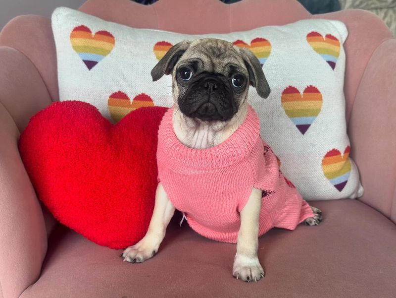 Pug