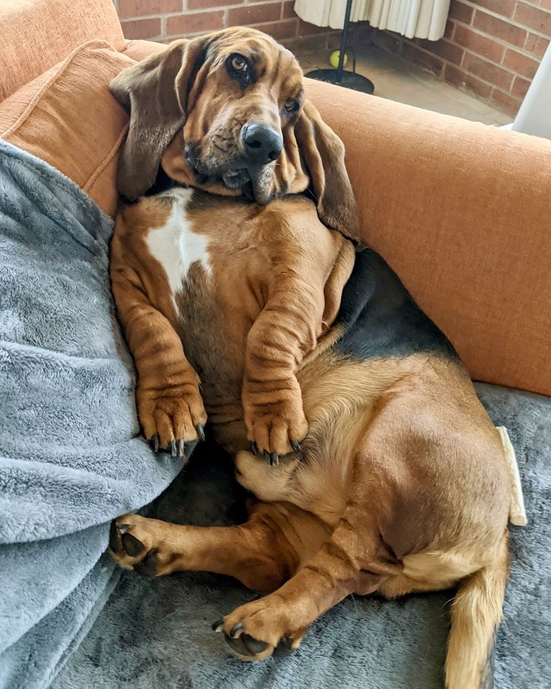 Basset Hound