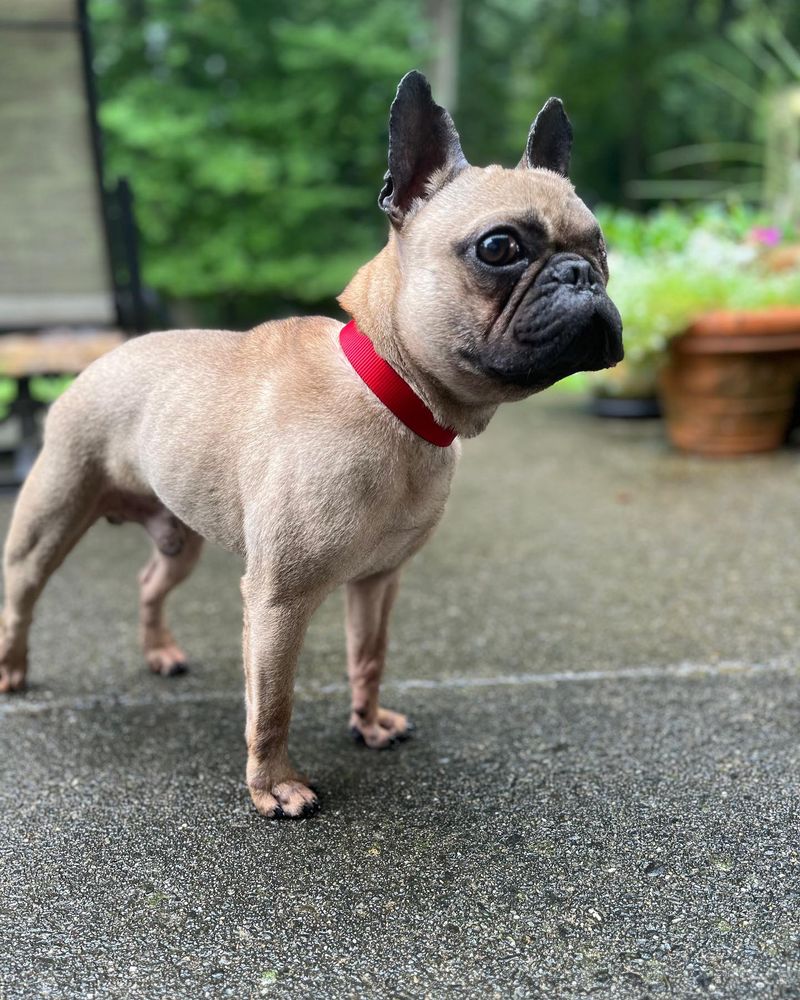 French Bulldog