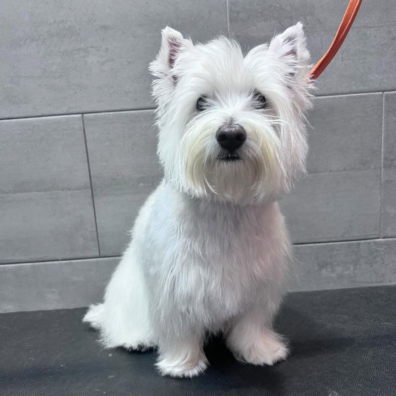 West Highland White Terrier