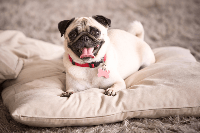 Pug