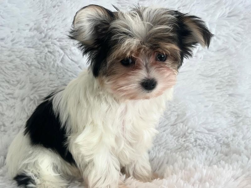 Morkie