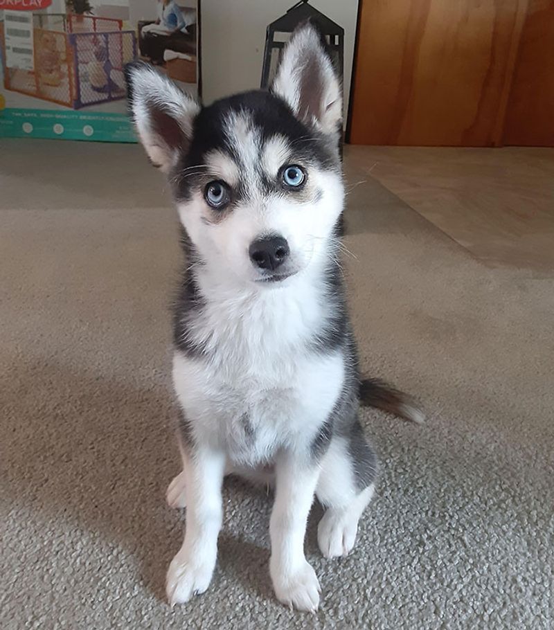 Pomsky