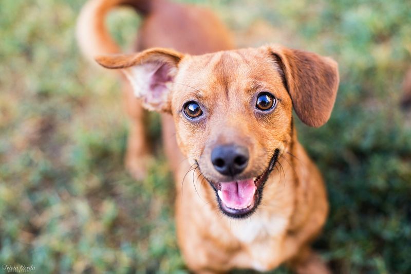 Chiweenie
