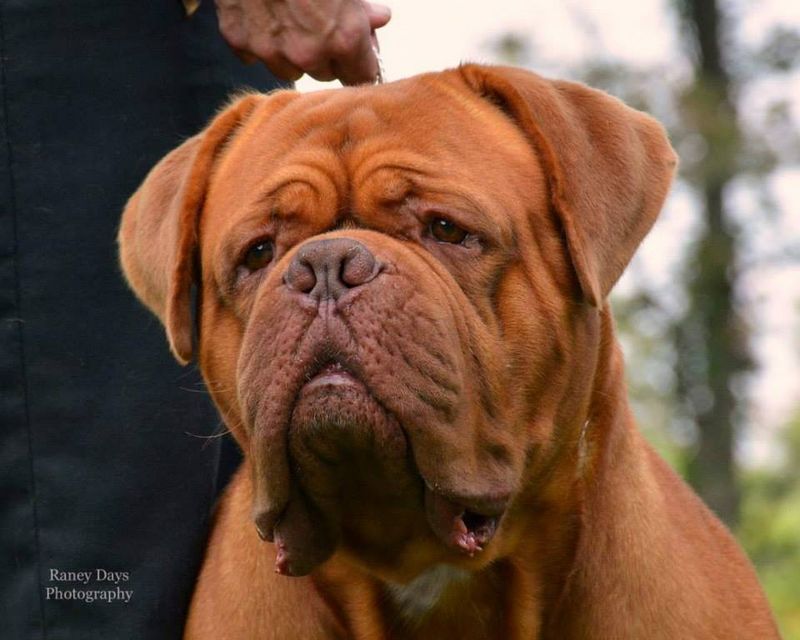 Dogue de Bordeaux