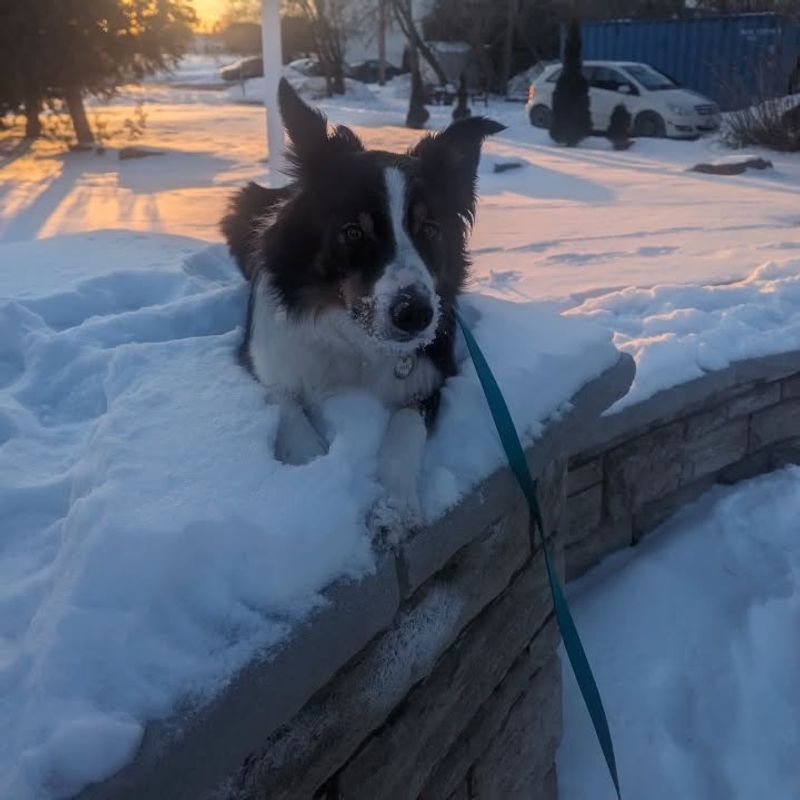 Border Collie