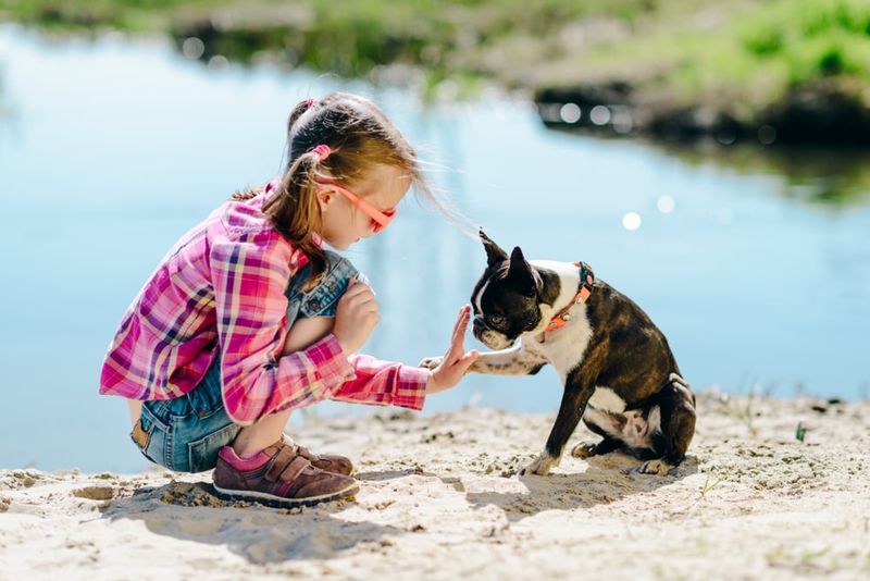 Boston Terrier