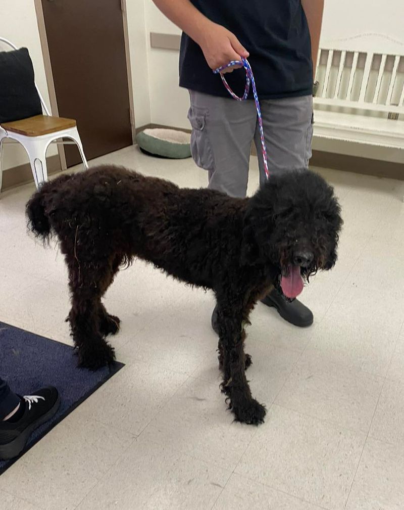 Poodle