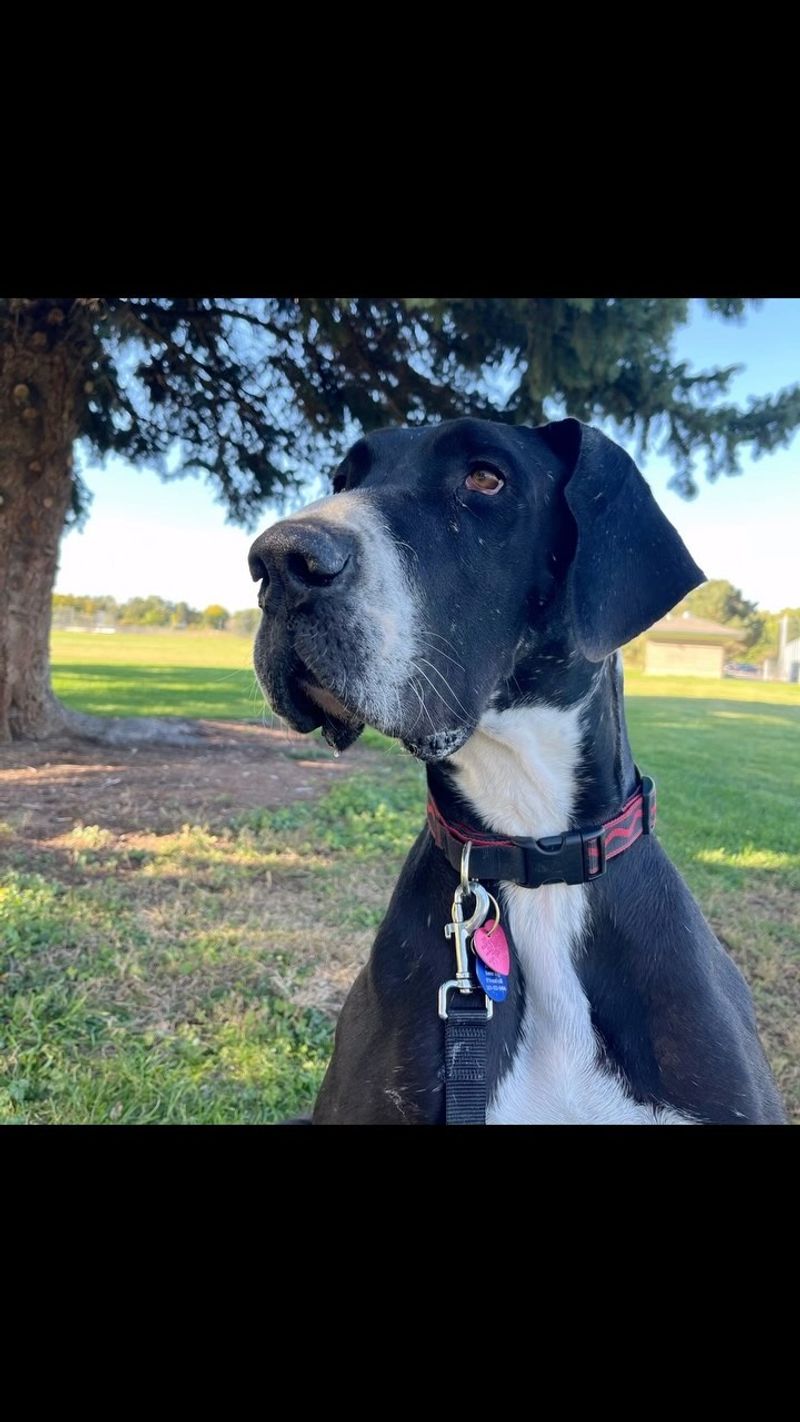 Great Dane