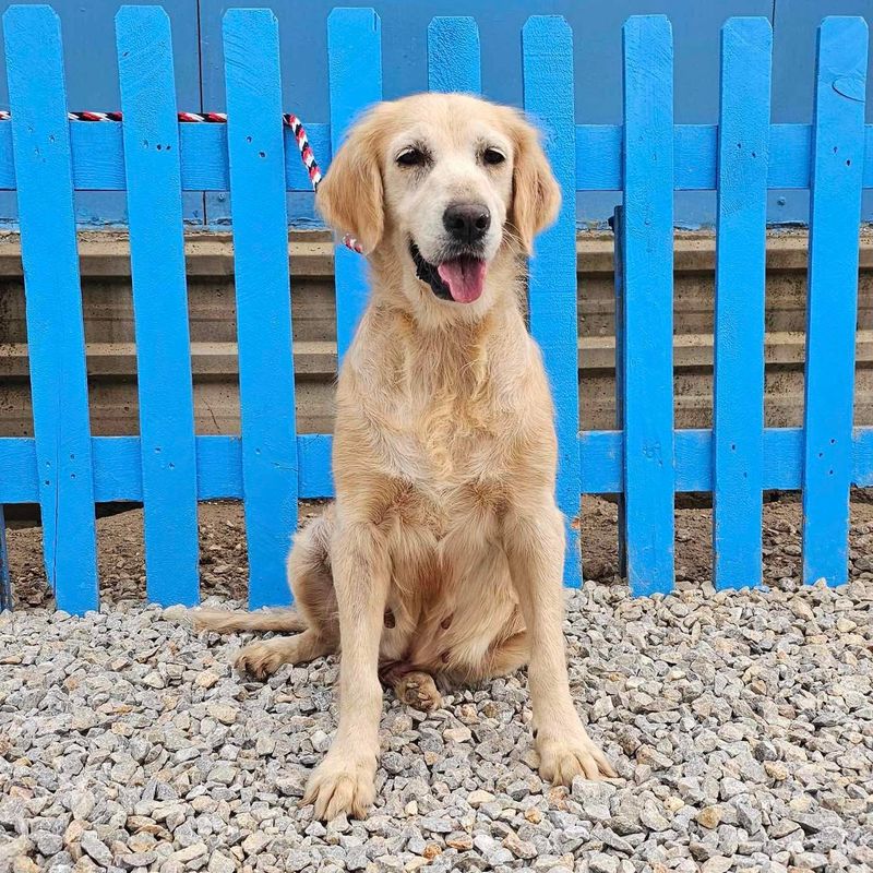 Golden Retriever