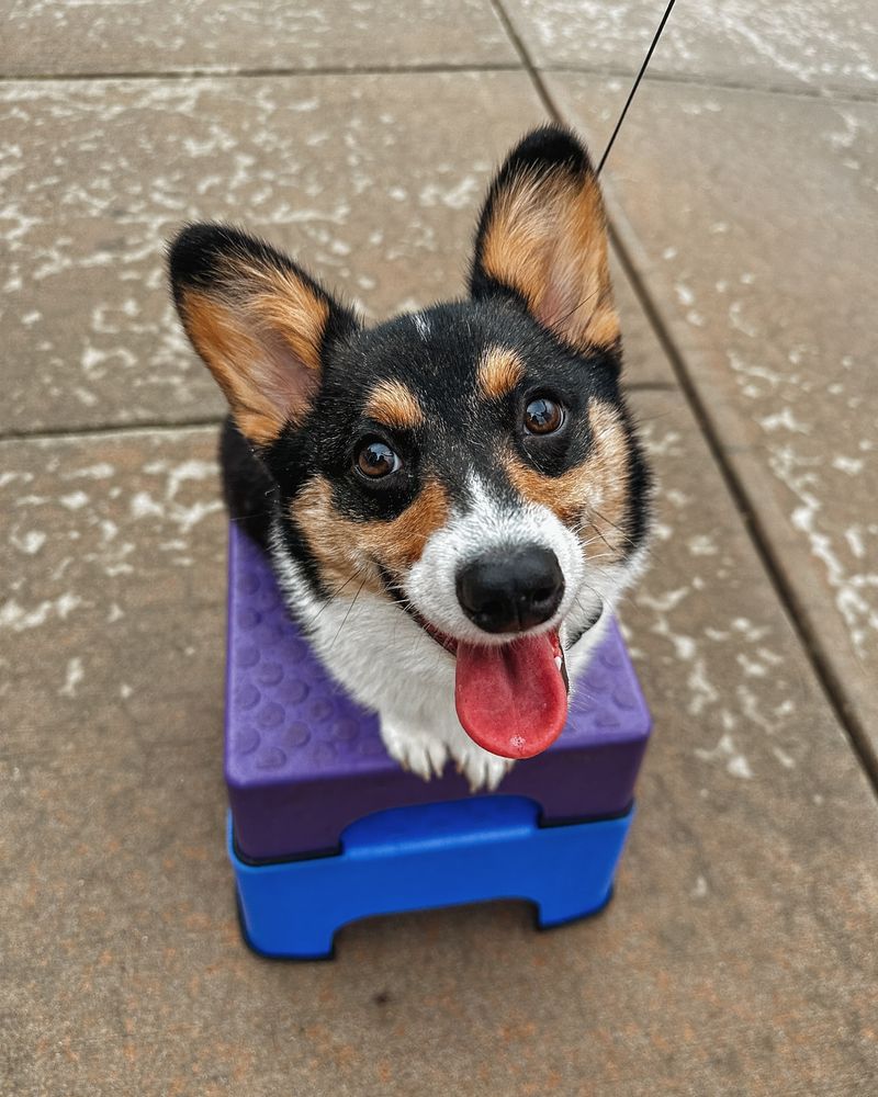 Corgi
