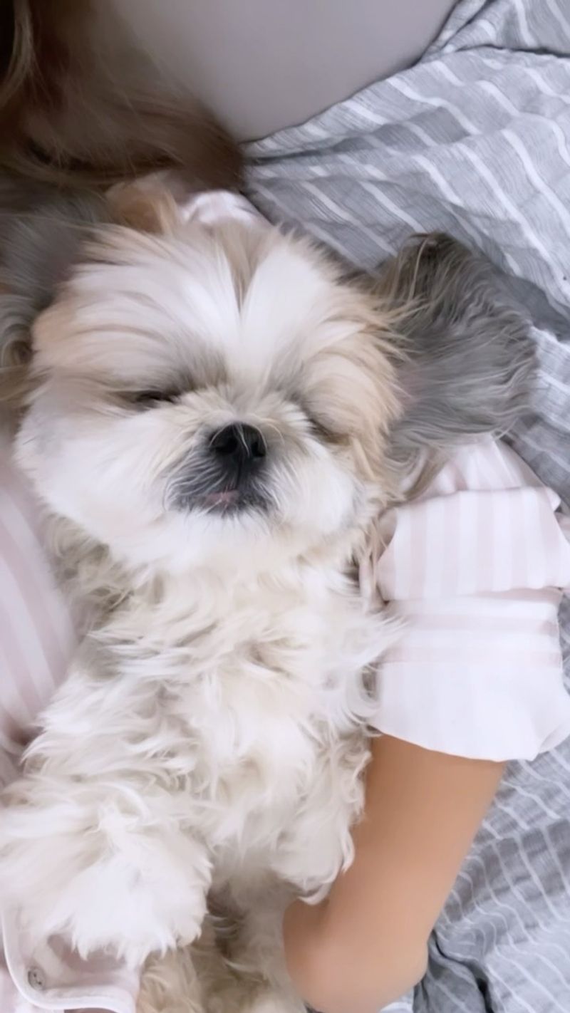 Shih Tzu
