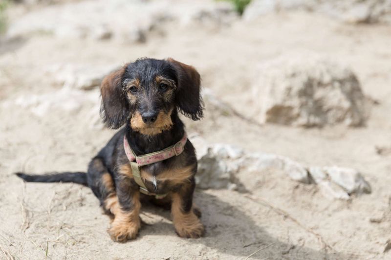 Dachshund