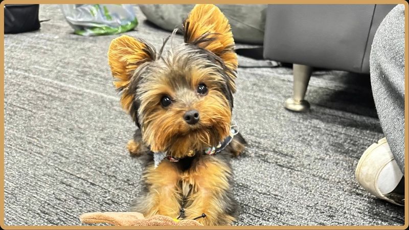 Yorkshire Terrier