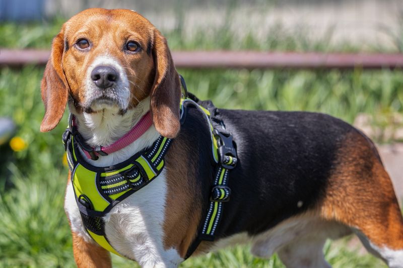 Beagle