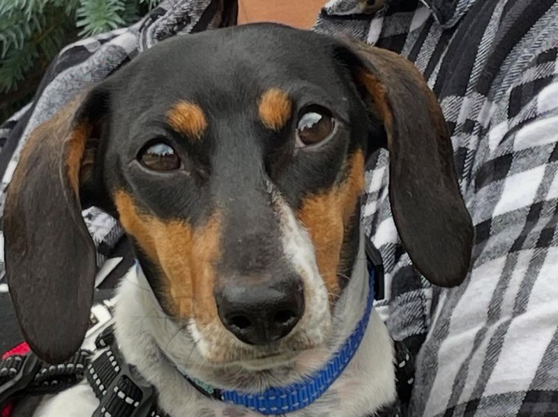 Dachshund