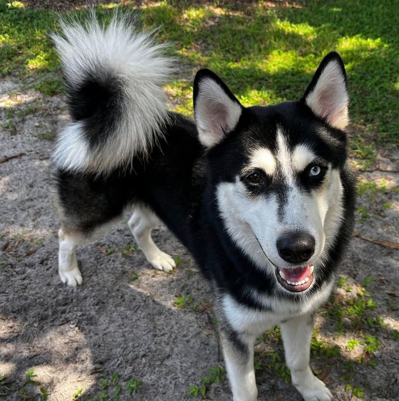 Siberian Husky