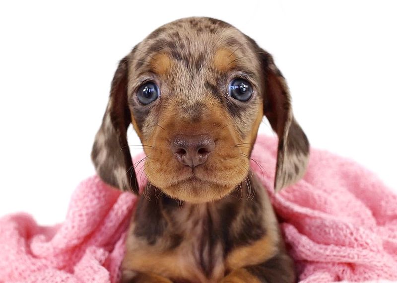 Dachshund