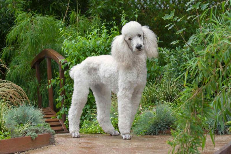 Poodle's Elegant Companionship