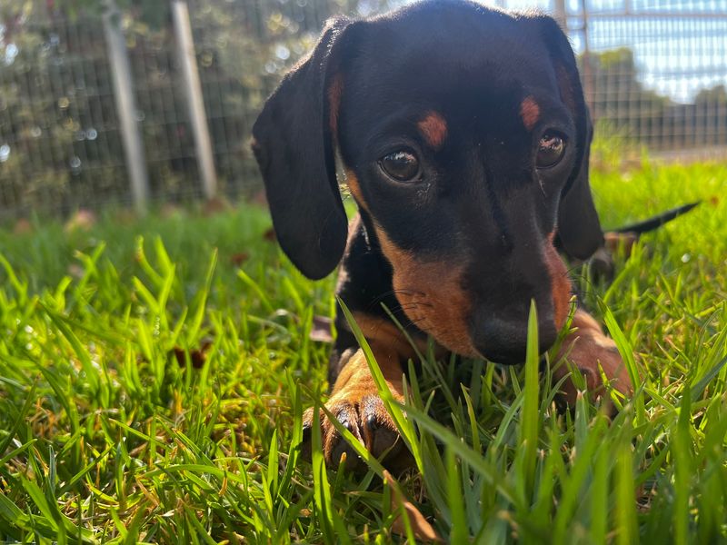 Dachshund