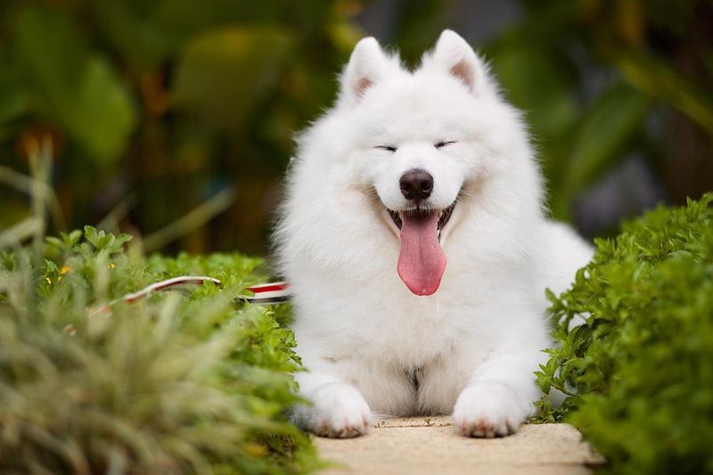 Samoyed