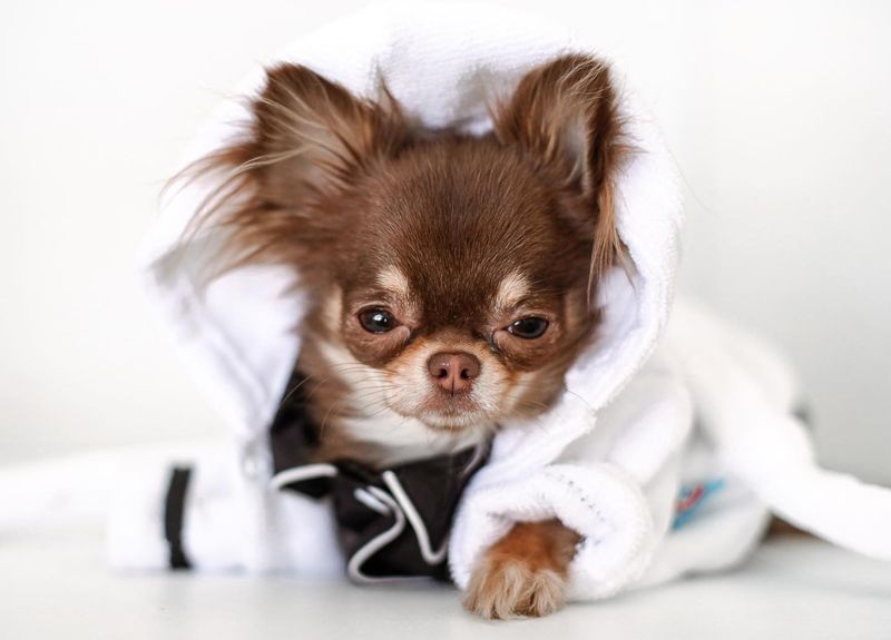 Chihuahua