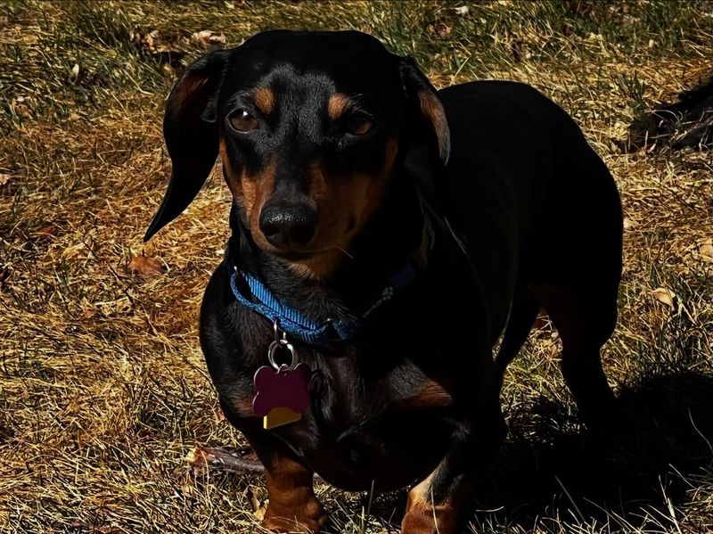 Dachshund